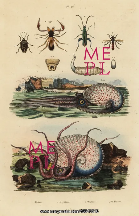 : Octopus and insects : Octopus and insects