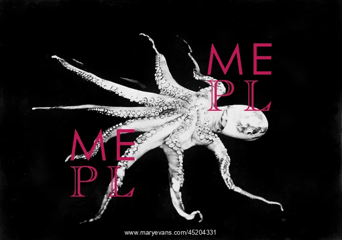 : Octopus, photograph circa 1898-1916. ? : Octopus, photograph circa 1898-1916. ?
