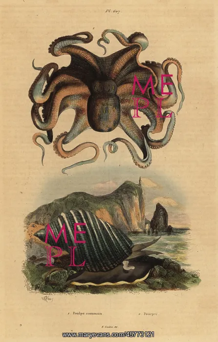 : Octopus and sea snail : Octopus and sea snail