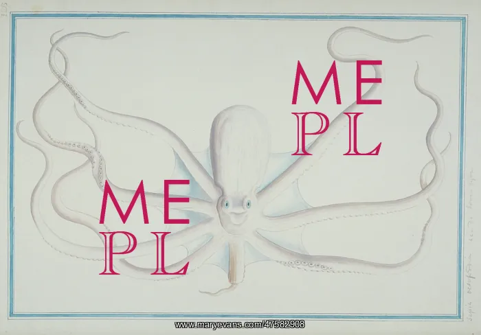 : Octopus sp : Octopus sp