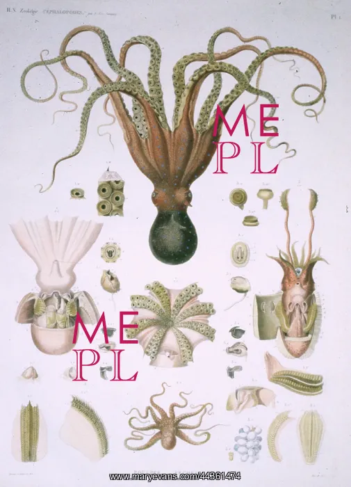 : Octopus and Squid