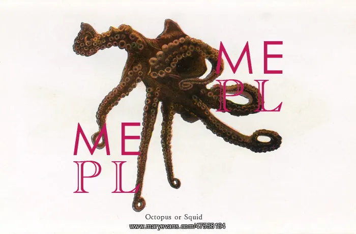  : Octopus or Squid, Fishes of Hawaii
