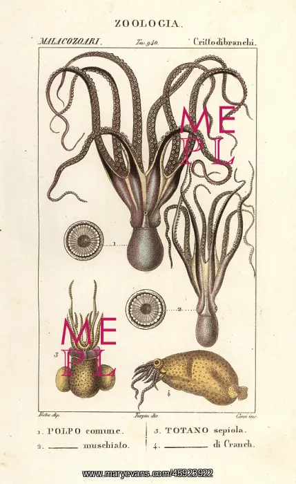 : Octopus and squid species : Octopus and squid species