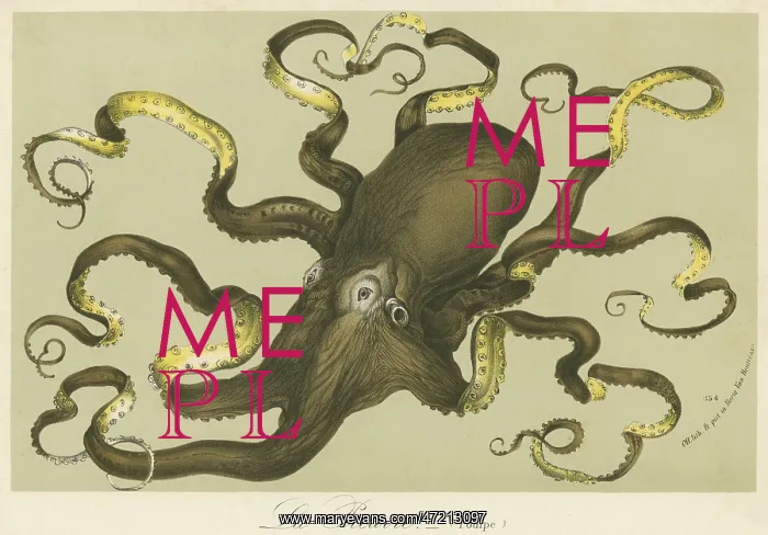  : Octopus by Van Houtteano