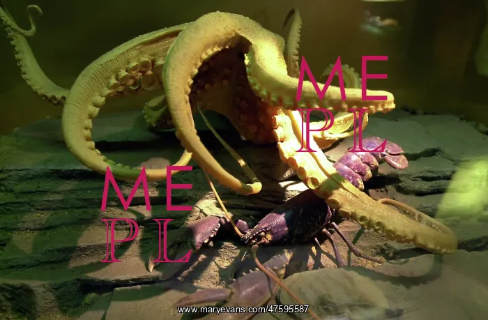 : Octopus vulgaris, common octopus : Octopus vulgaris, common octopus