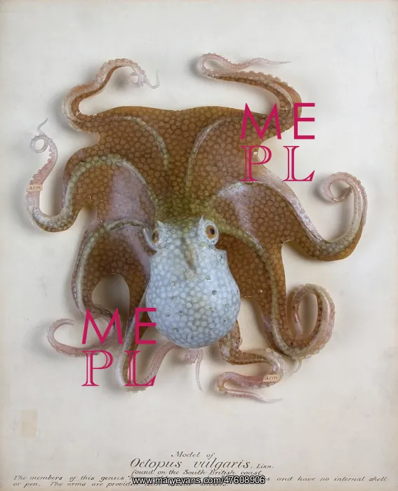 : Octopus vulgaris, octopus : Octopus vulgaris, octopus