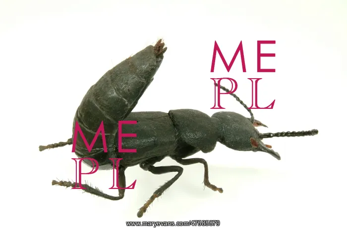 : Ocypus olens, devils coach horse beetle model : Ocypus olens, devils coach horse beetle model