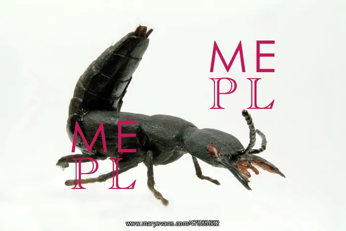 : Ocypus olens, devils coach horse beetle model : Ocypus olens, devils coach horse beetle model