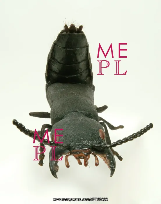 : Ocypus olens, devils coach horse beetle model : Ocypus olens, devils coach horse beetle model