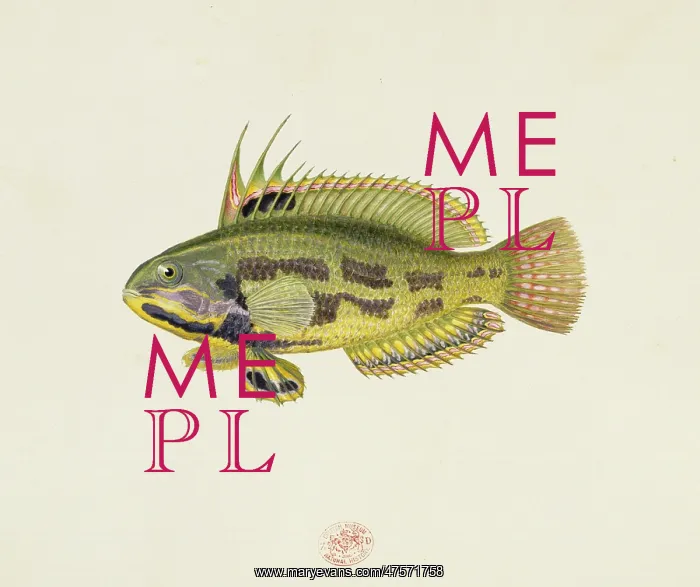 : Odax acroptilus, rainbow cale : Odax acroptilus, rainbow cale