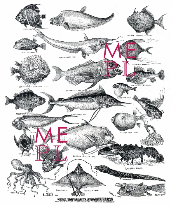: Odd fish by Louis Wain : Odd fish by Louis Wain