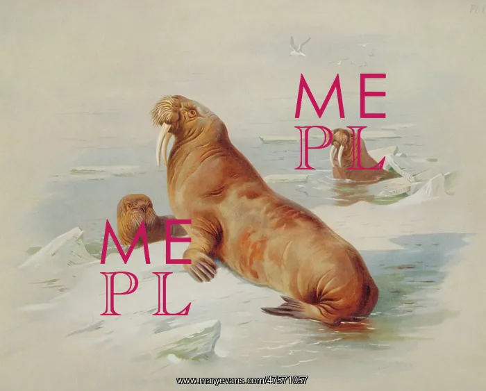 : Odobenus rosmarus, walrus : Odobenus rosmarus, walrus