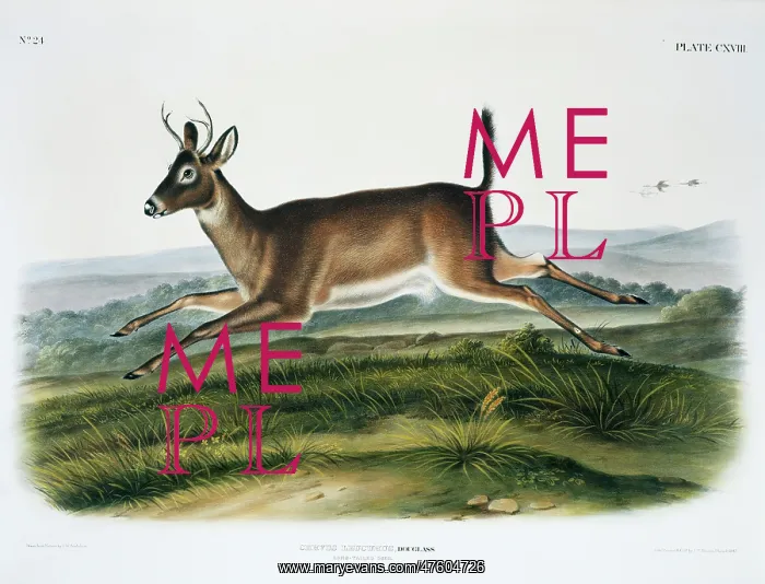 : Odocoileus virginianus leucurus, Columbian white-tailed deer : Odocoileus virginianus leucurus, Columbian white-tailed deer