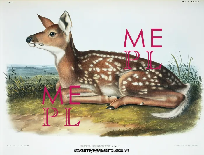 : Odocoileus virginianus, white-tailed deer : Odocoileus virginianus, white-tailed deer