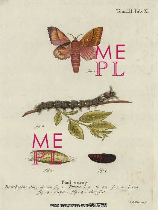 : Odonestis pruni moth : Odonestis pruni moth