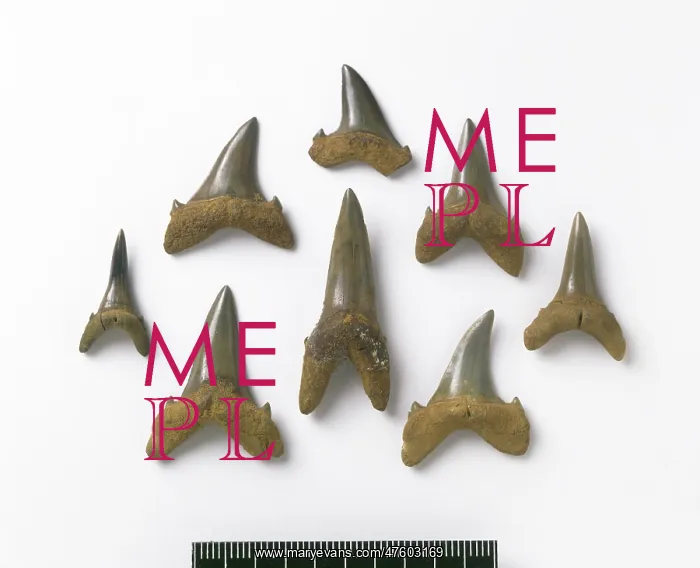: Odontaspis robusta, sand tiger shark teeth : Odontaspis robusta, sand tiger shark teeth