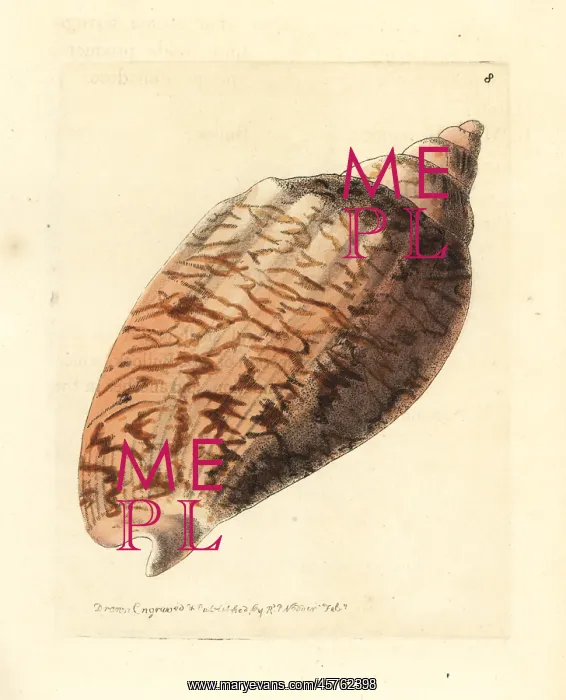 : Odontocymbiola magellanica : Odontocymbiola magellanica