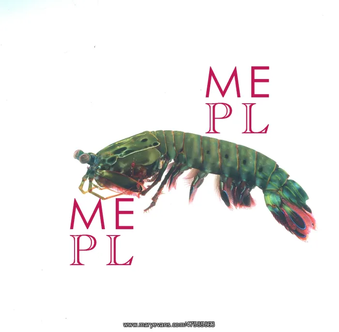 : Odontodactylus scyallarus, mantis shrimp : Odontodactylus scyallarus, mantis shrimp