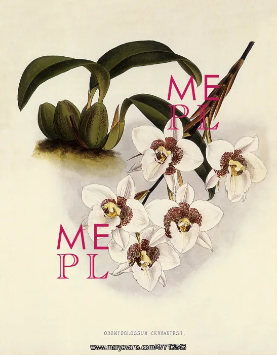 : Odontoglossum Cervantesii : Odontoglossum Cervantesii