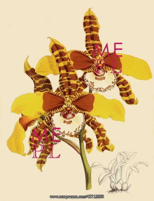 : Odontoglossum Grande : Odontoglossum Grande