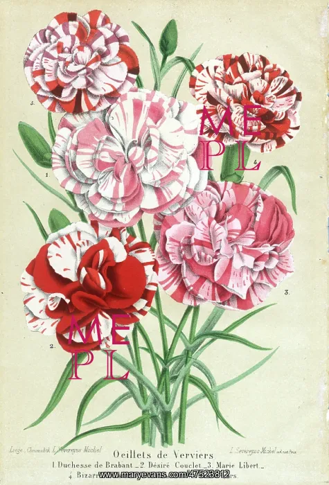: Oeillets de Verviers (Carnations) : Oeillets de Verviers (Carnations)