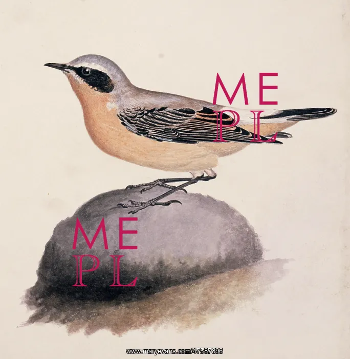 : Oenanthe oenanthe, northern wheatear : Oenanthe oenanthe, northern wheatear