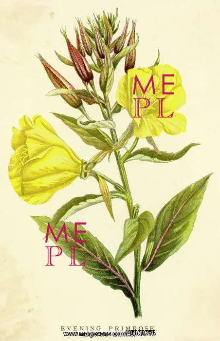  : Oenothera Biennis or Evening Primrose