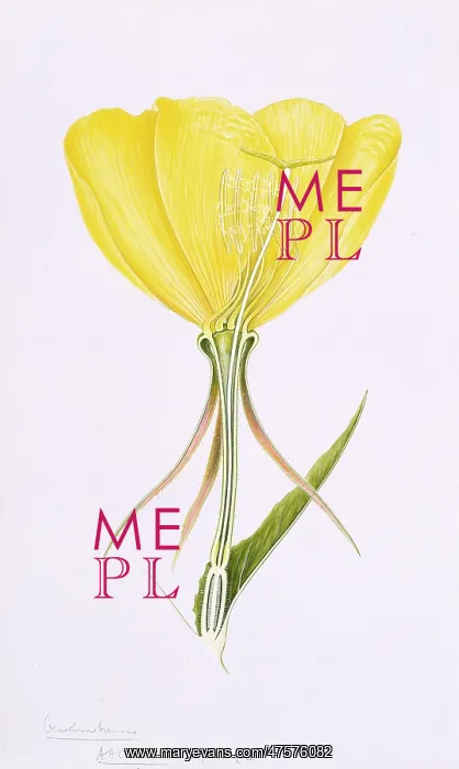  : Oenothera erythrosepala, evening primrose