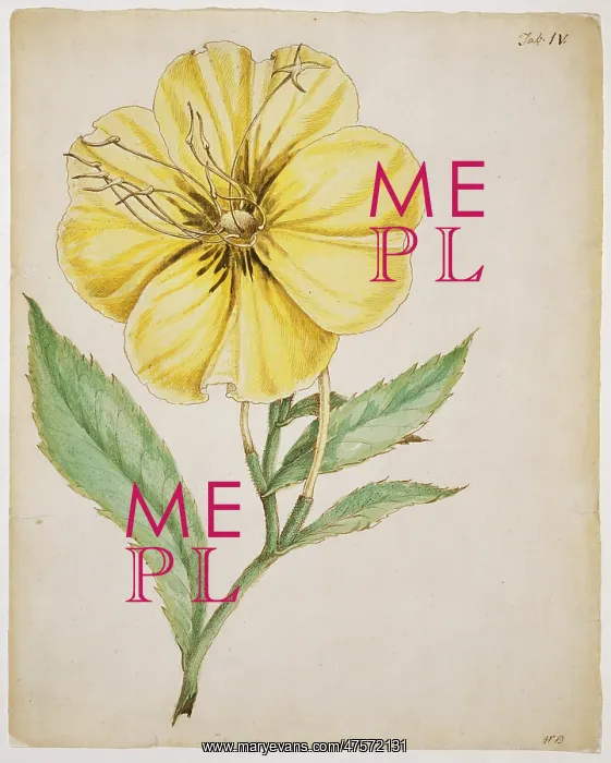 : Oenothera grandiflora, evening primrose : Oenothera grandiflora, evening primrose