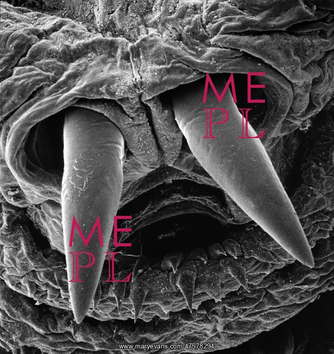 : Oestridae, botfly larva : Oestridae, botfly larva