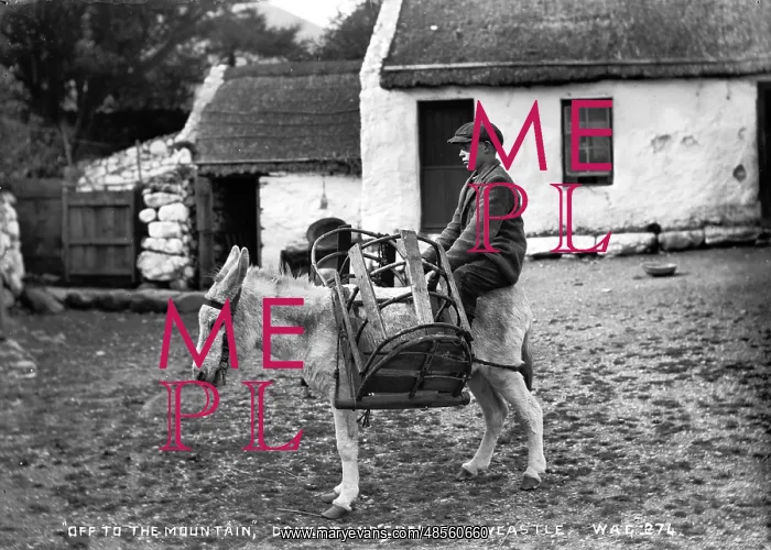 : Off to the Mountain, Donkey and Creels, Newcastle : Off to the Mountain, Donkey and Creels, Newcastle