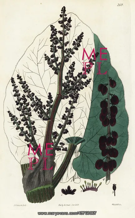 : Officinal rhubarb, Rheum australe : Officinal rhubarb, Rheum australe