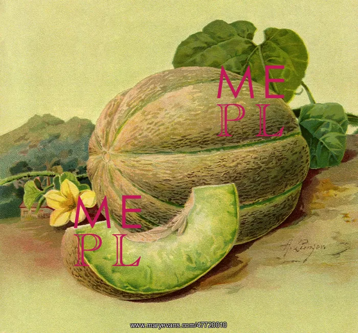  : Ohio Sugar Muskmelon