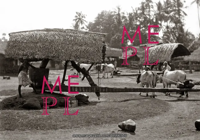 : Oil mill for making coconut oil, Ceylon, Sri Lanka, circa 18 : Oil mill for making coconut oil, Ceylon, Sri Lanka, circa 18