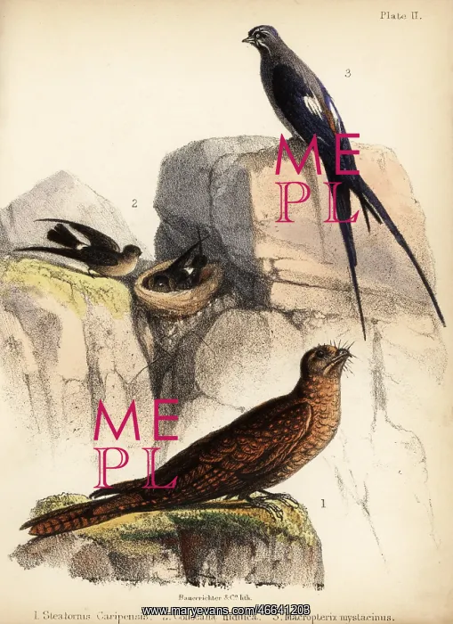 : Oilbird, swiftlets and mustached treeswift : Oilbird, swiftlets and mustached treeswift