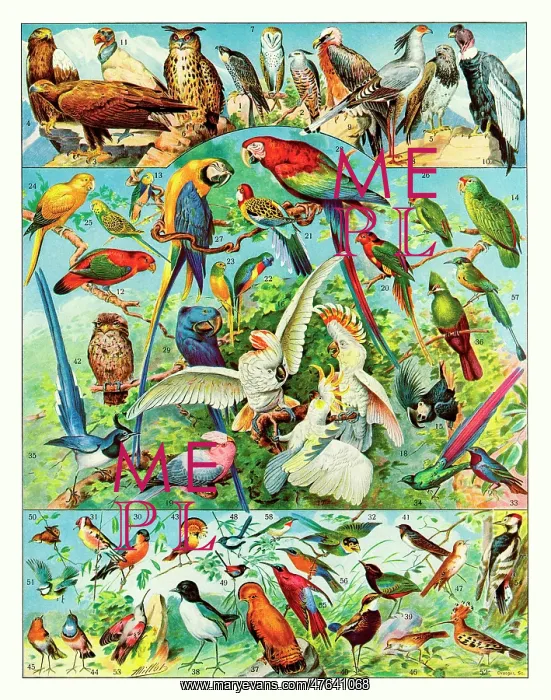 : Oiseaux - birds : Oiseaux - birds