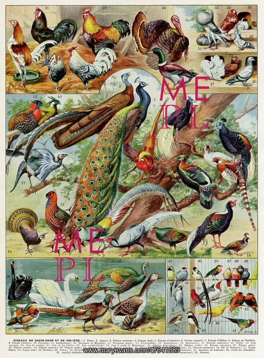 : Oiseaux - birds : Oiseaux - birds