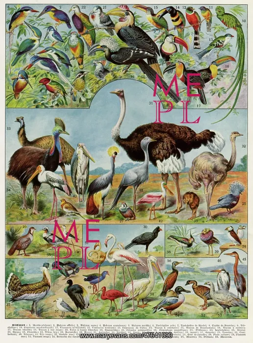 : Oiseaux - birds : Oiseaux - birds