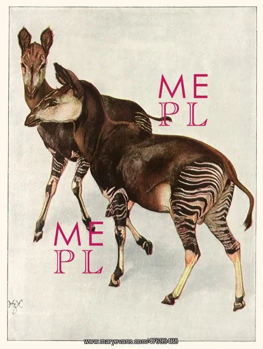  : Two Okapi