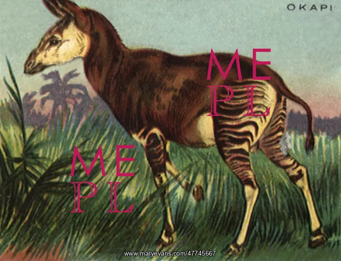  : Okapi