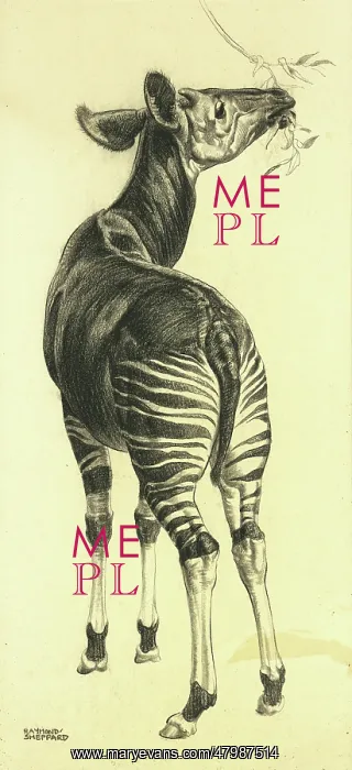 : Okapi chewing leaves : Okapi chewing leaves