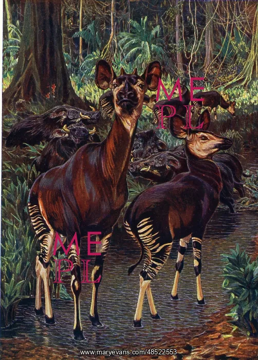  : Okapi in the Congo Forest, by Sir H H Johnston