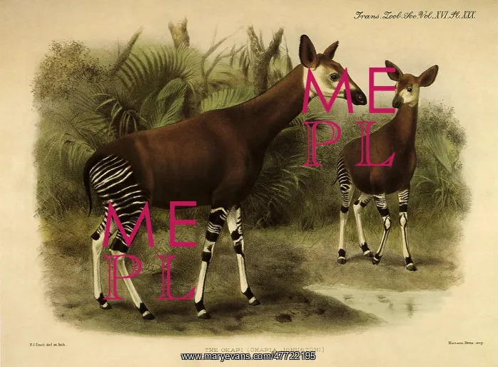  : Okapi, Okapia johnstoni