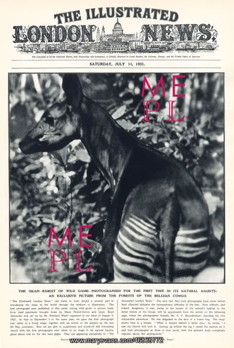: An Okapi photographed in the Belgian Congo : An Okapi photographed in the Belgian Congo