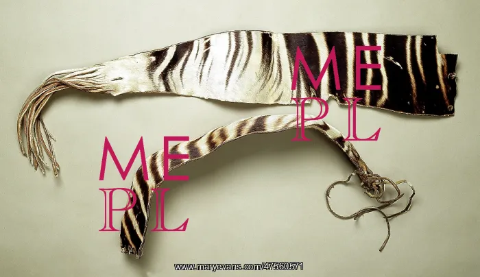 : Okapia johnstoni, okapi : Okapia johnstoni, okapi