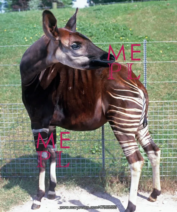 : Okapia johnstoni, okapi : Okapia johnstoni, okapi