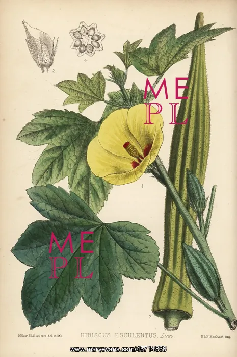 : Okra, Abelmoschus esculentus : Okra, Abelmoschus esculentus