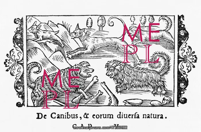  : OLAUS MAGNUS DOGS