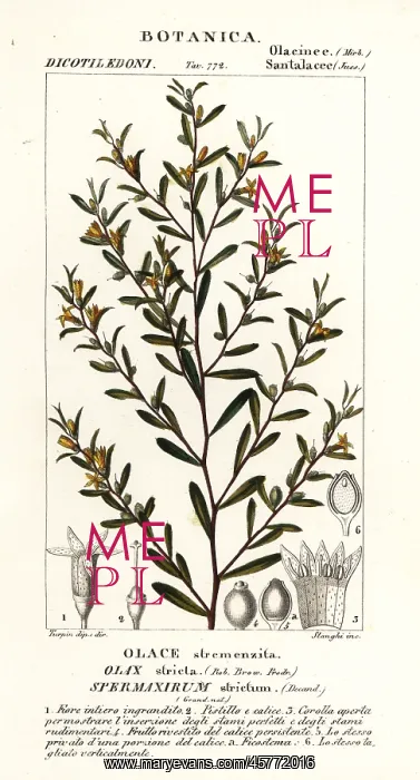 : Olax stricta : Olax stricta