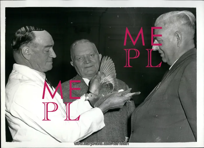 : Old Comrades Racing Pigeon Show, Royal Horticultural Hall : Old Comrades Racing Pigeon Show, Royal Horticultural Hall